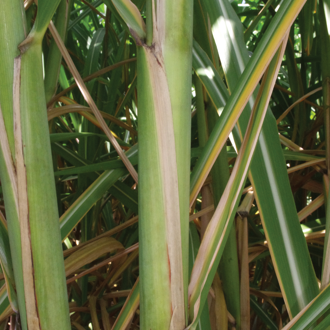 Leaf sheath margin – Very necrotic leaf sheath margin edges that extend into a long auricle.
