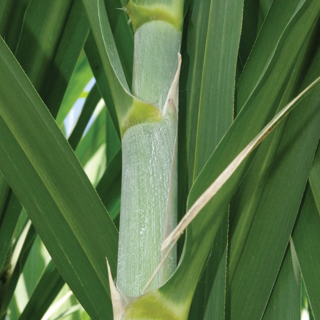 Dewlap – Very light olive green.