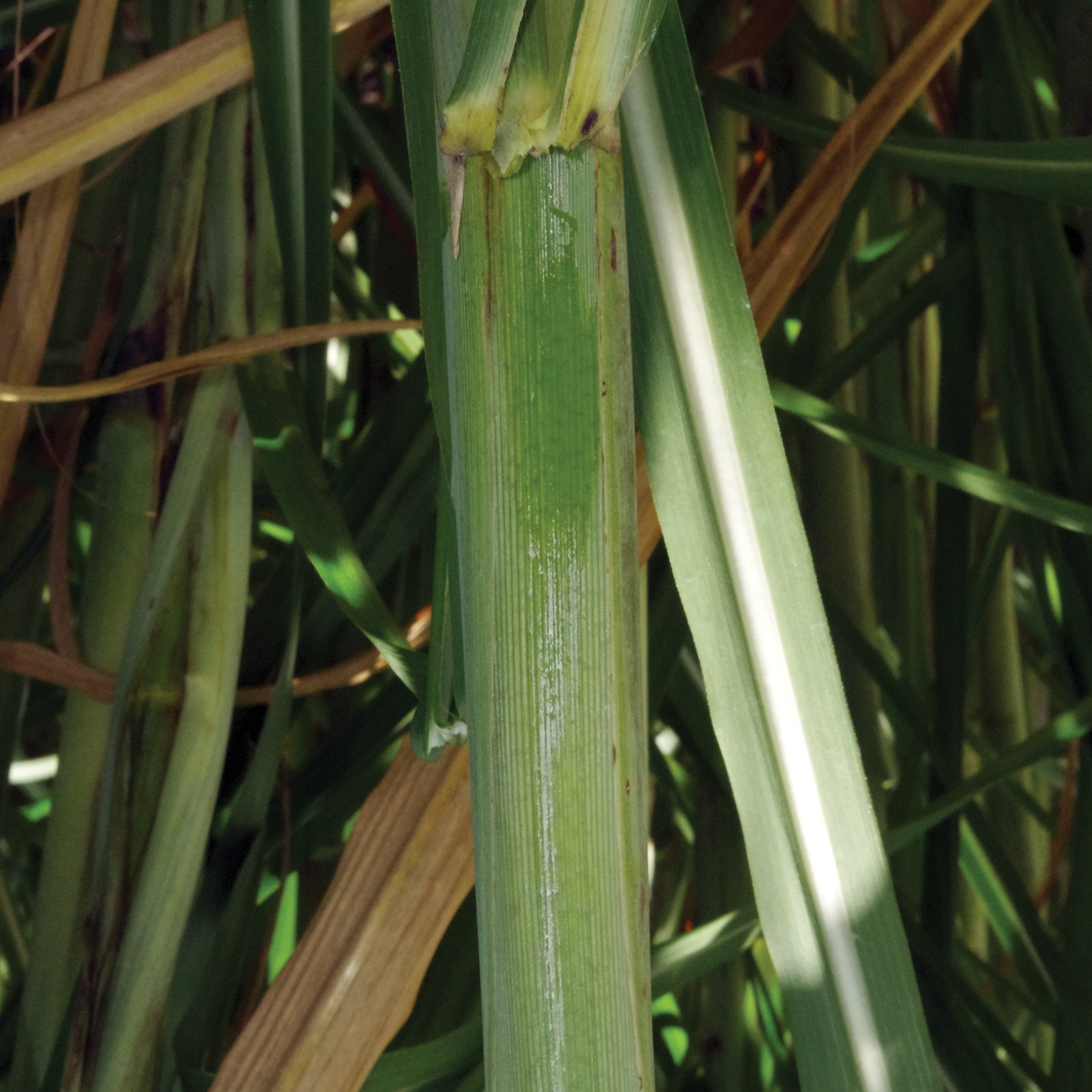 Leaf sheath – No pubescence and less wax than HoCP 96-540.
