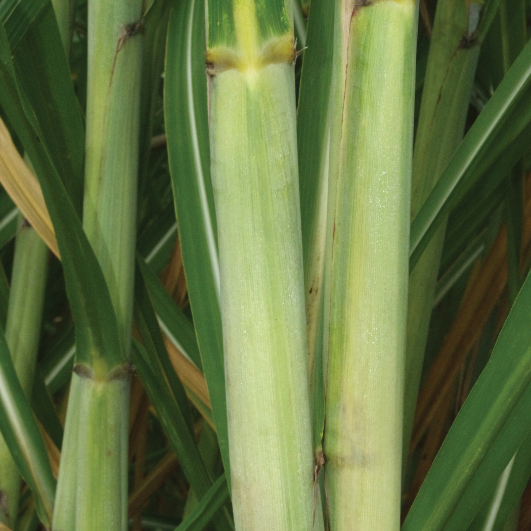 Leaf sheath – No pubescence.