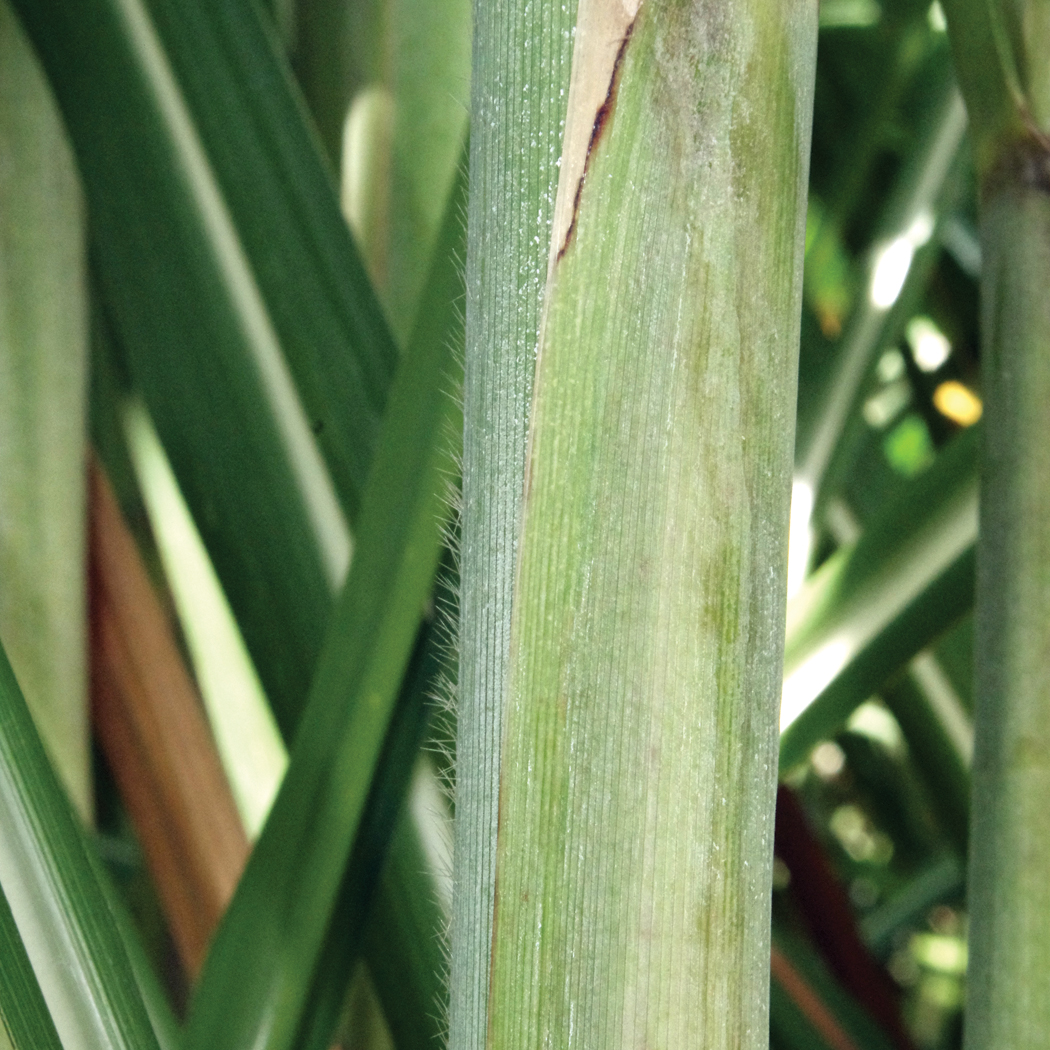 Leaf sheath – Moderate amount of pubescence (not as much as LCP 85-384).