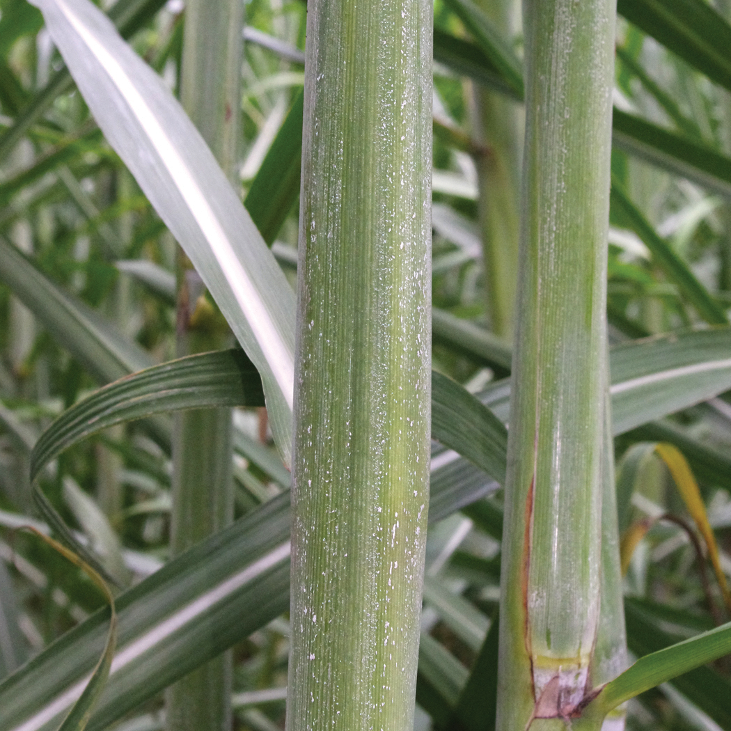 Close-up of a sugarcane stalk showing rubbed sheath and exposed green surface among surrounding canes.