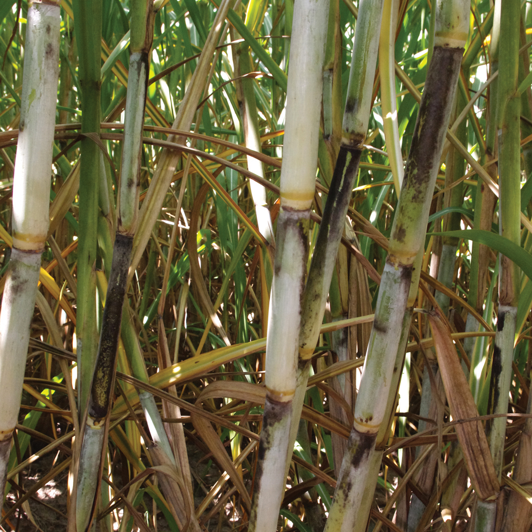 Stalk appearance – Heavy wax layer.