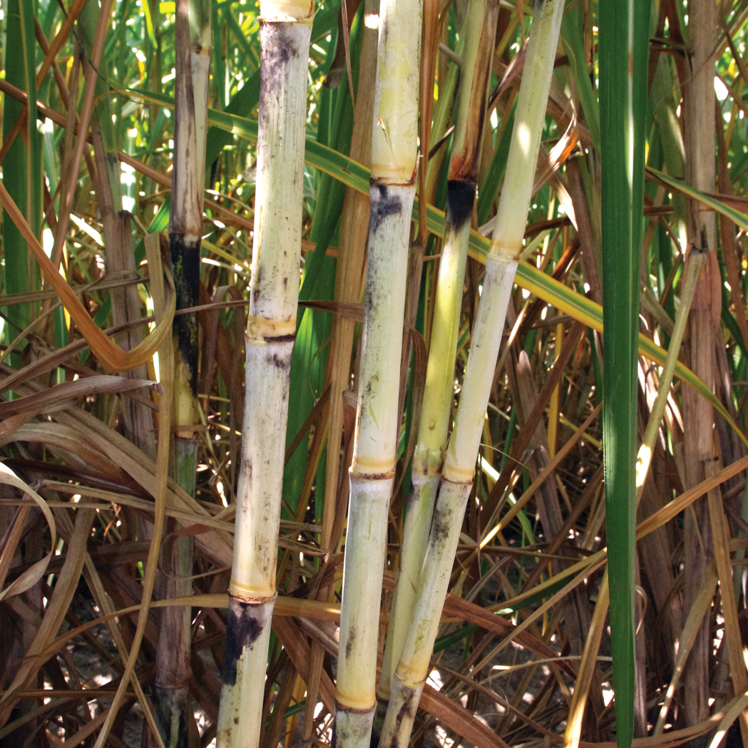 Stalk wax – Slight to moderate.