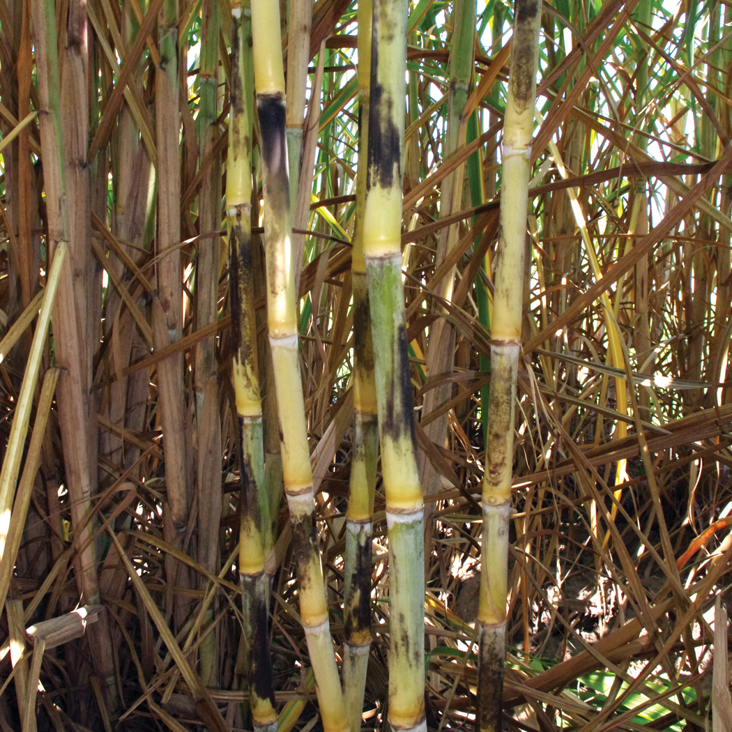 Stalk wax – Slight with overall yellowish appearance.