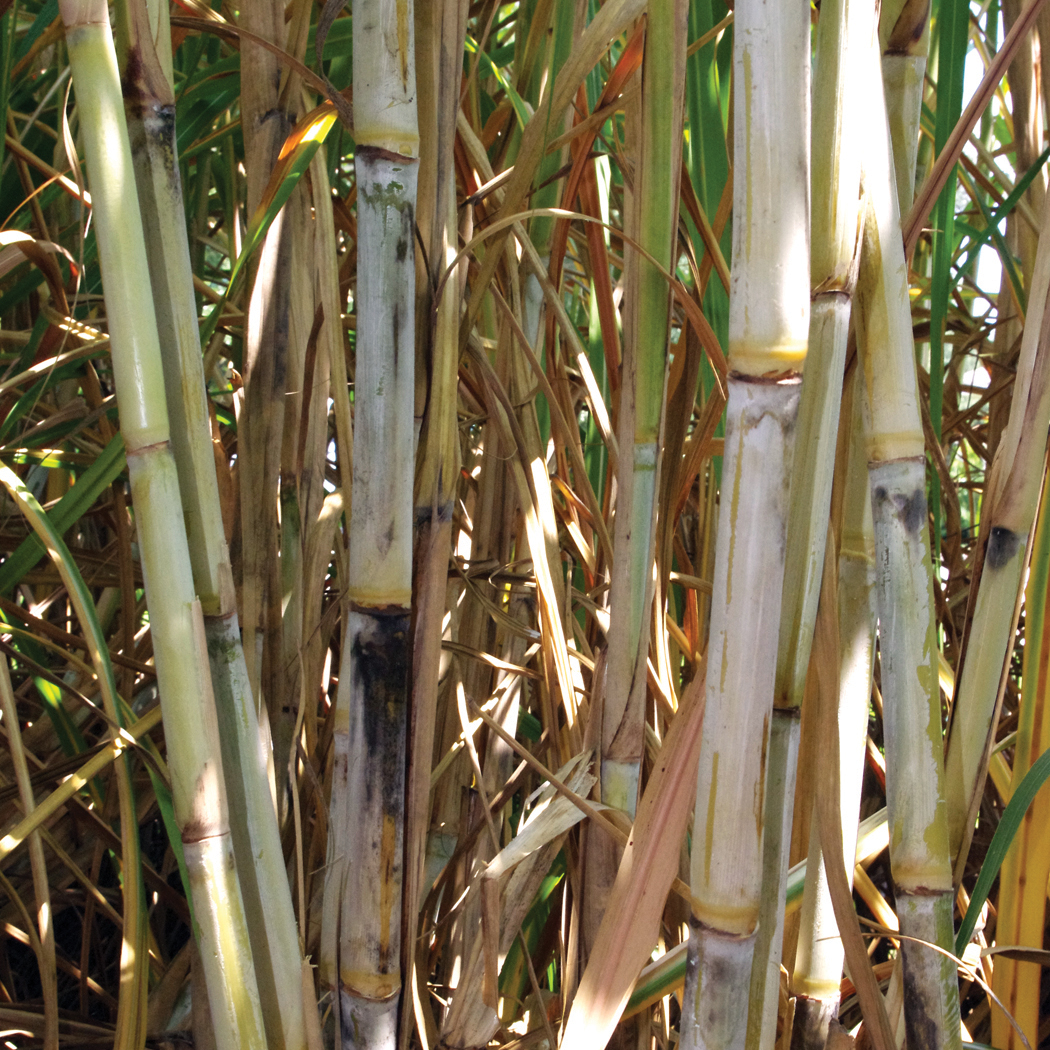 Stalk wax – Moderate wax layer.
