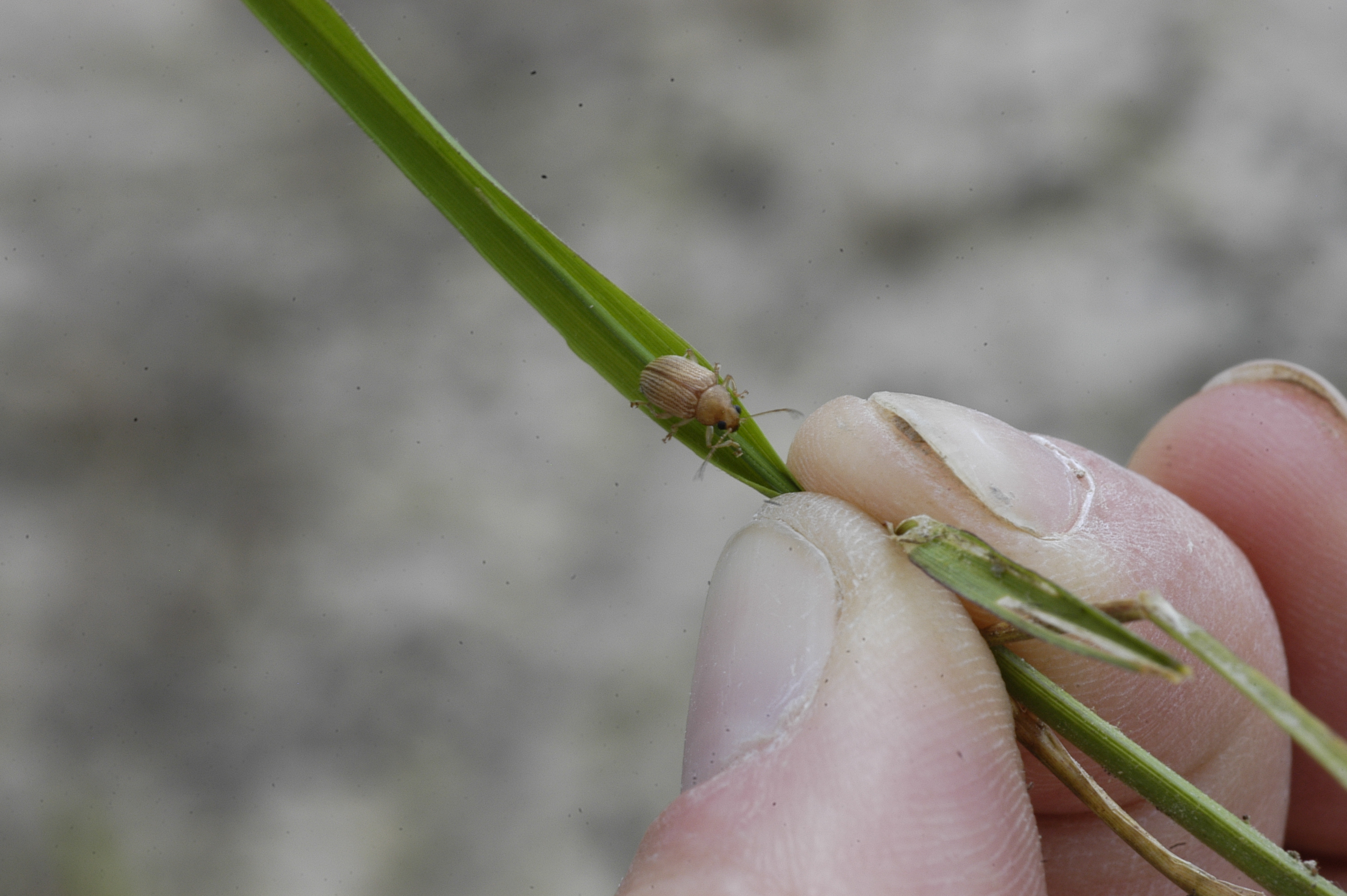 Colaspis Adult 2