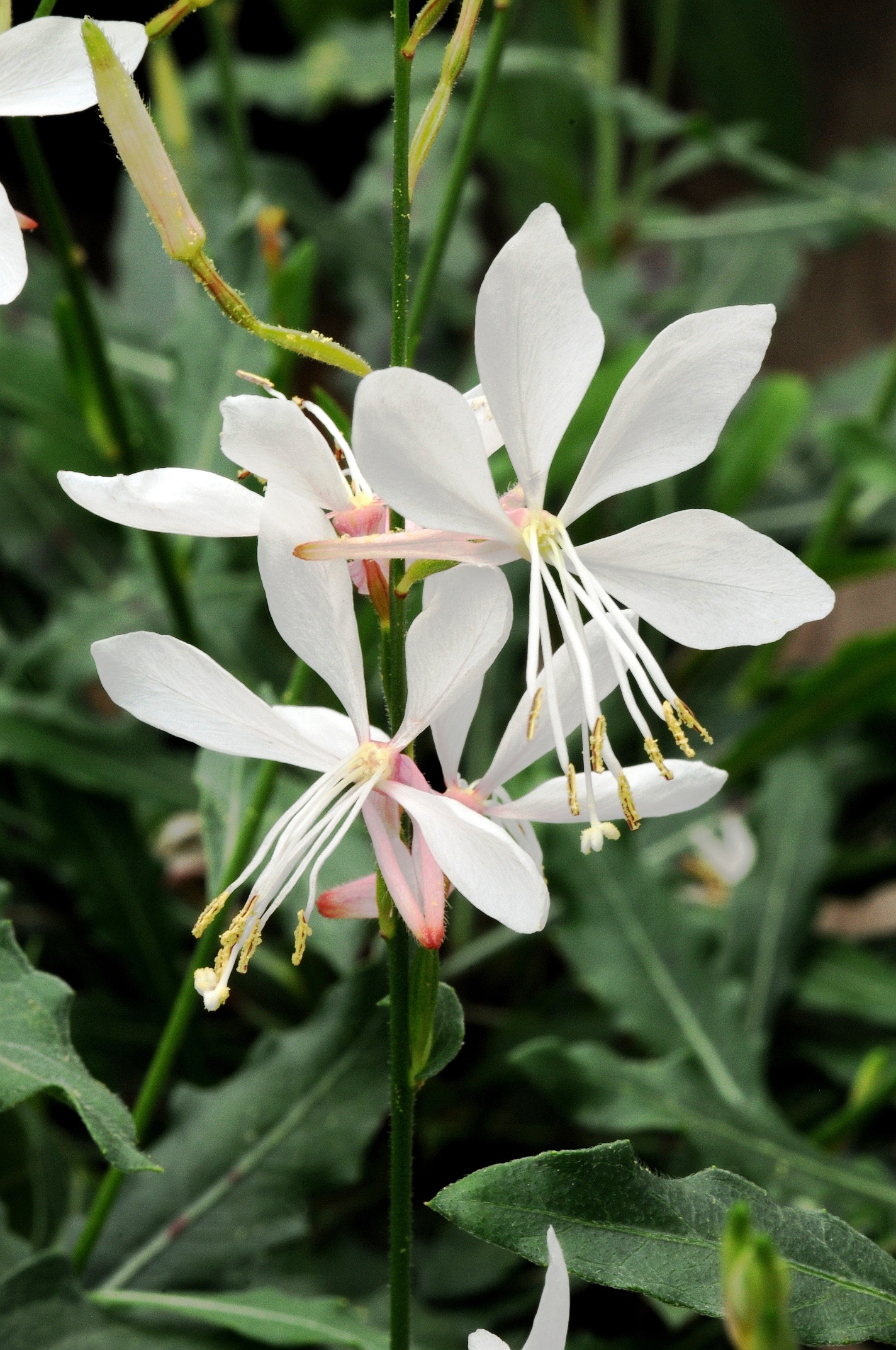 Gaura 