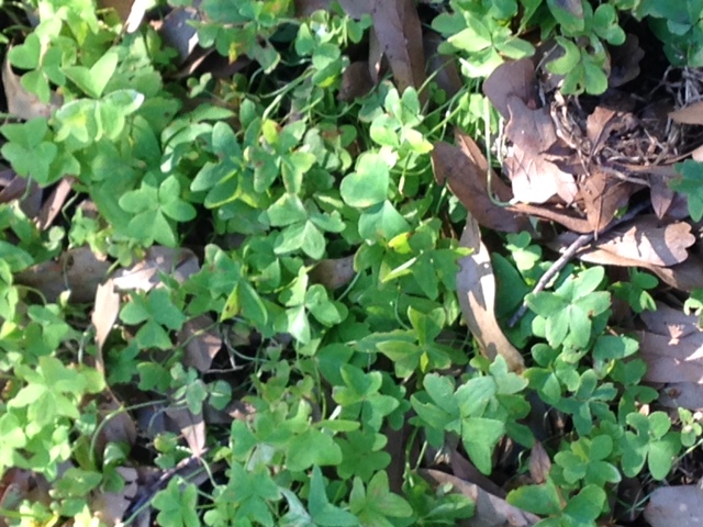 Controlling Oxalis in the Landscape