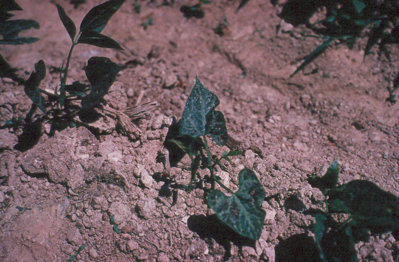 photo of young plants