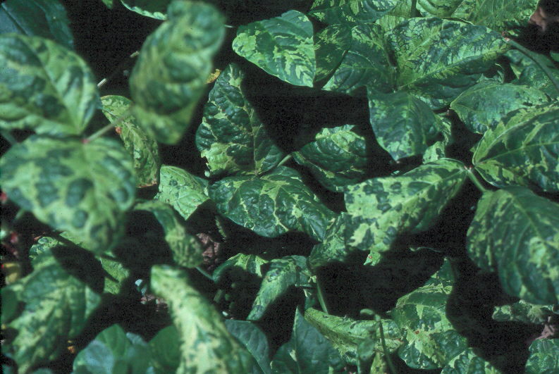 photo of diseased leaves