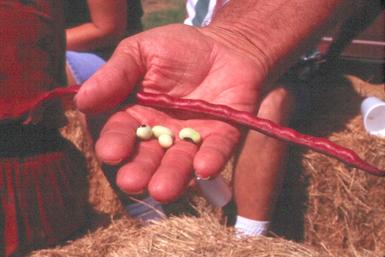 Southern peas & Yardlong or Asparagus bean