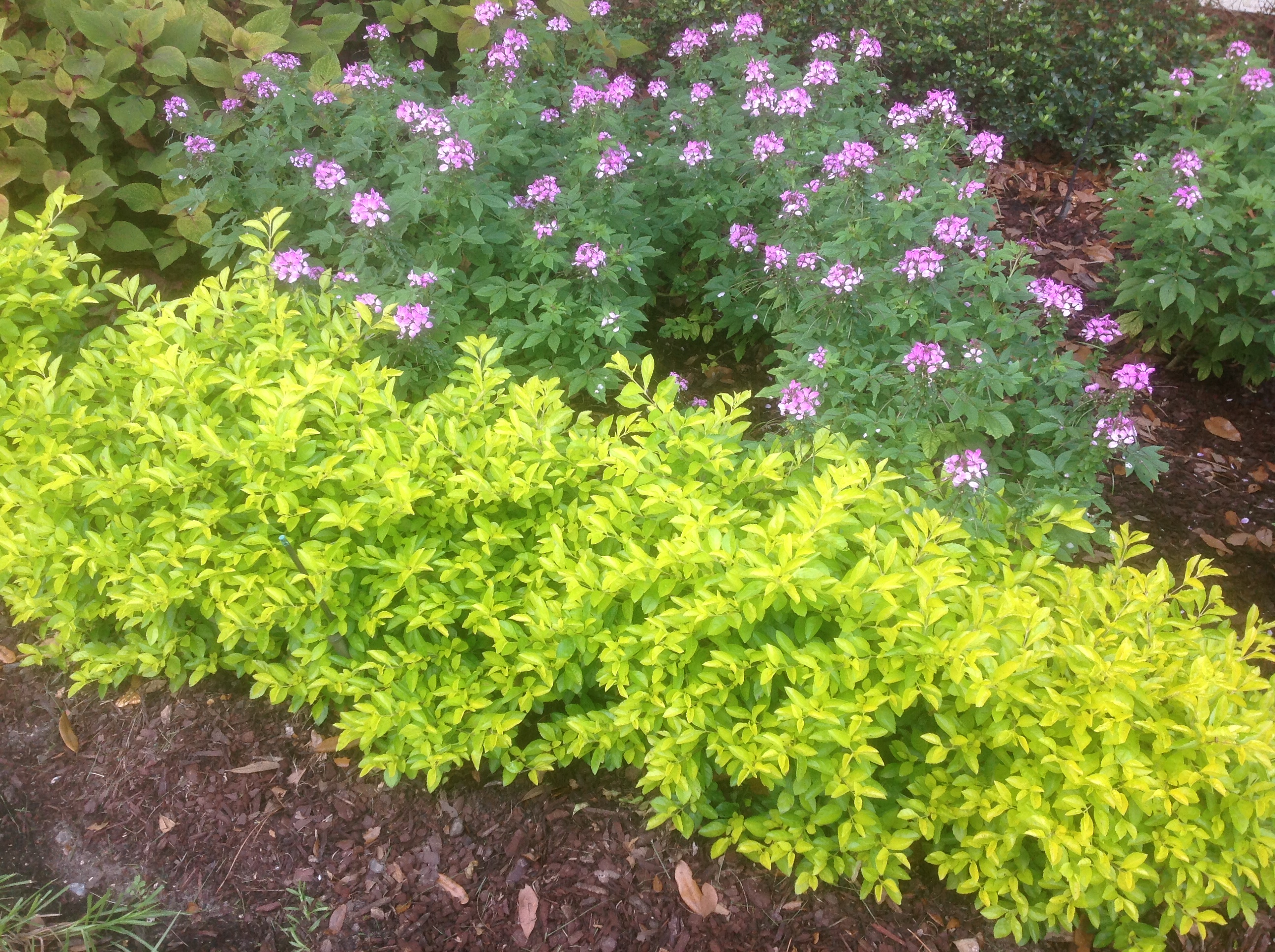 Cuban Gold duranta