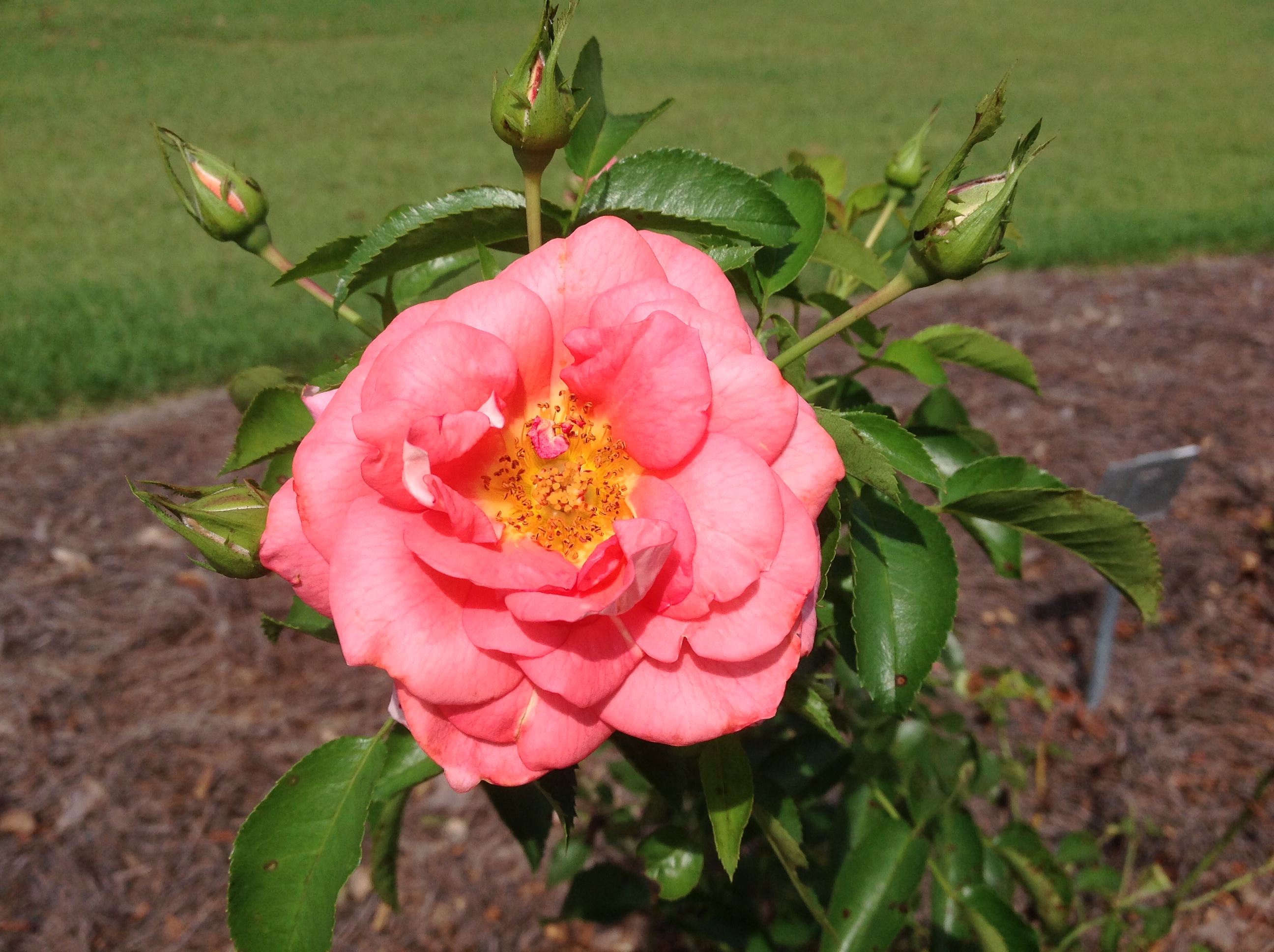 Summer Sun rose