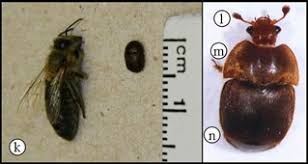 Bee Buzz: Weak Hive Diagnosis and Possible Solution