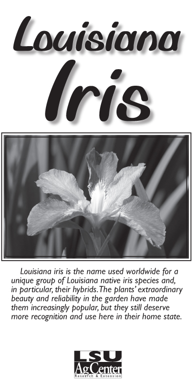Louisiana Iris
