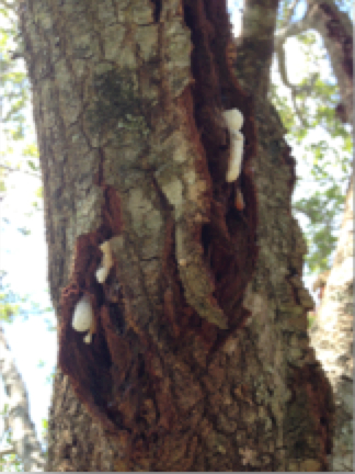 Shade Tree Disease Management