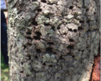 Shade Tree