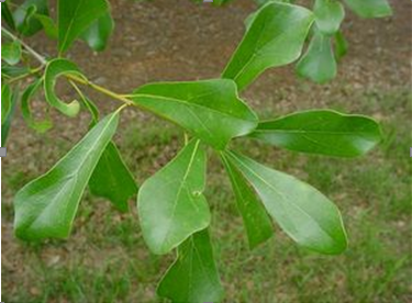 Water oak problematic as urban and suburban trees