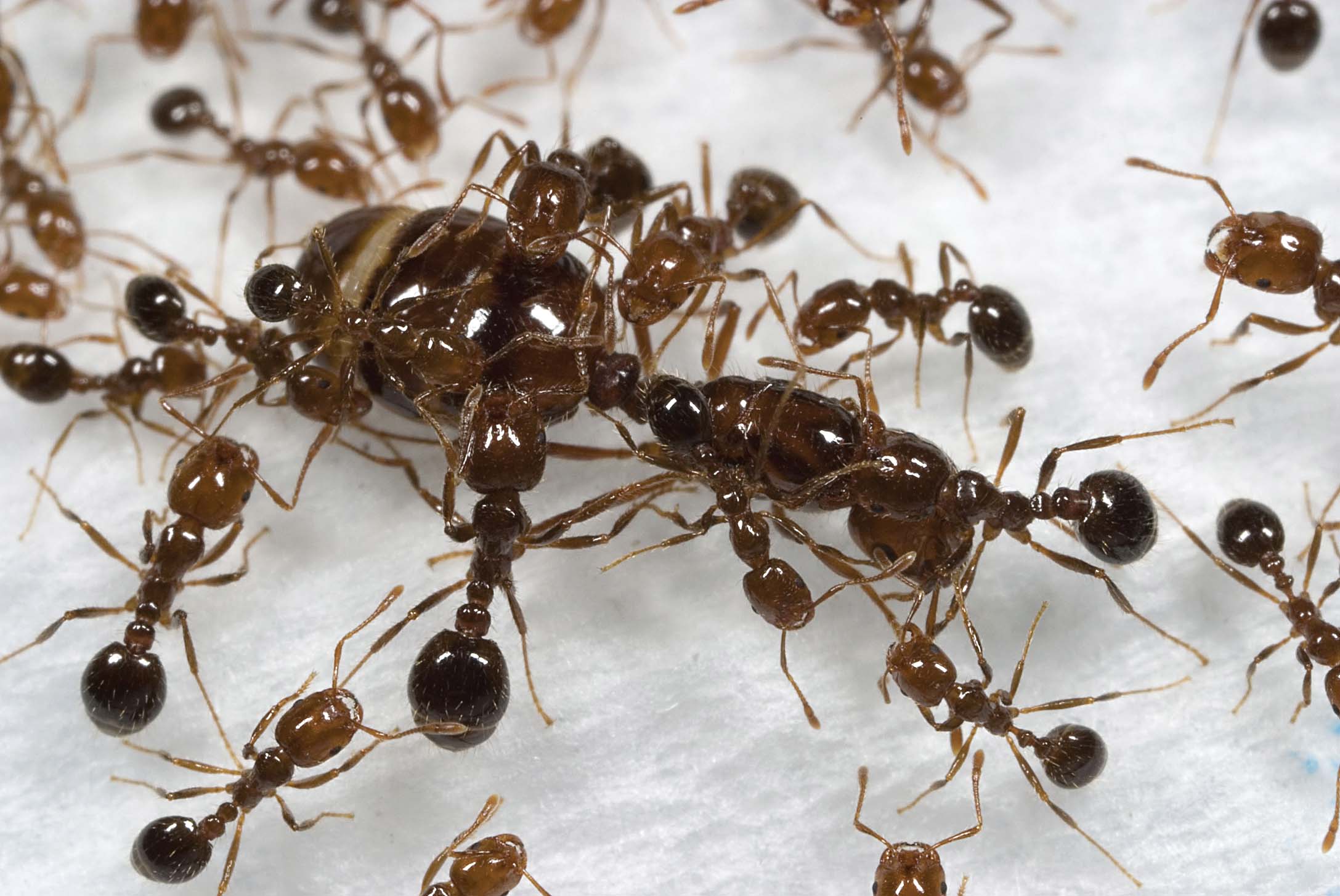 A fire ant queen is protected and groomed by her workers.