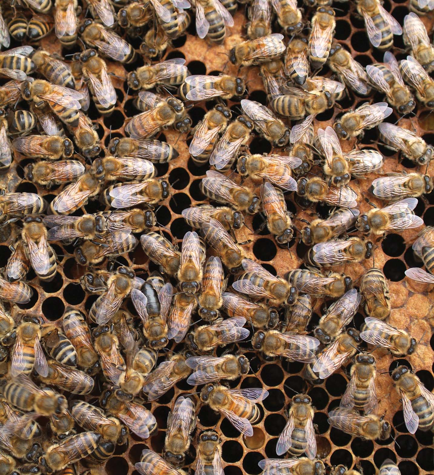 Honey bees