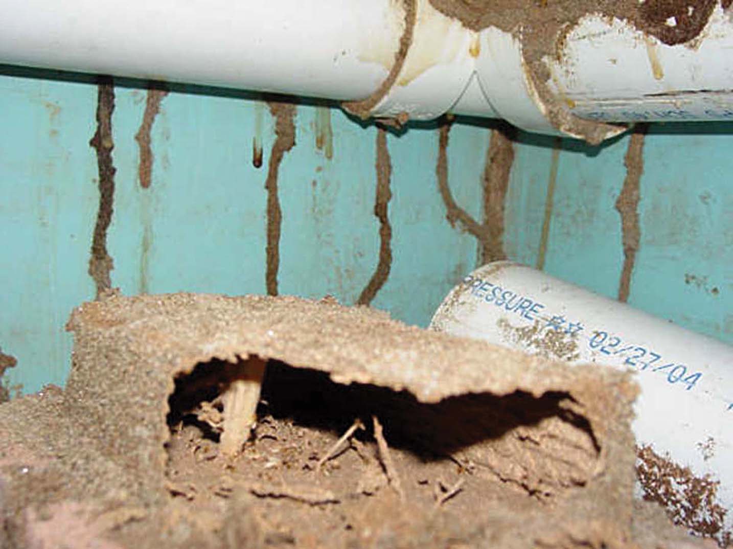 Formosan subterranean shelter tubes