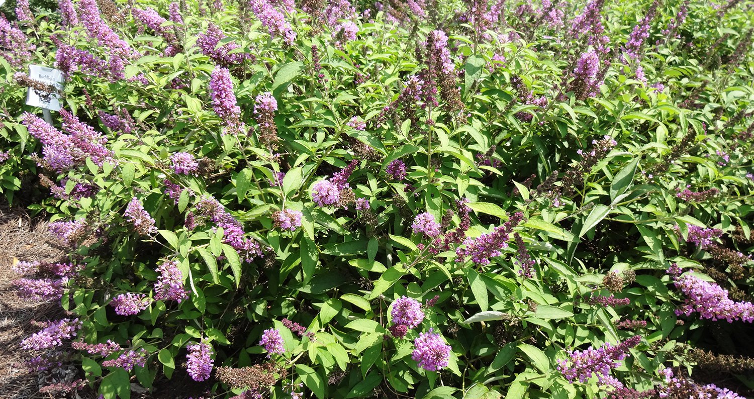 buddleia2jpg