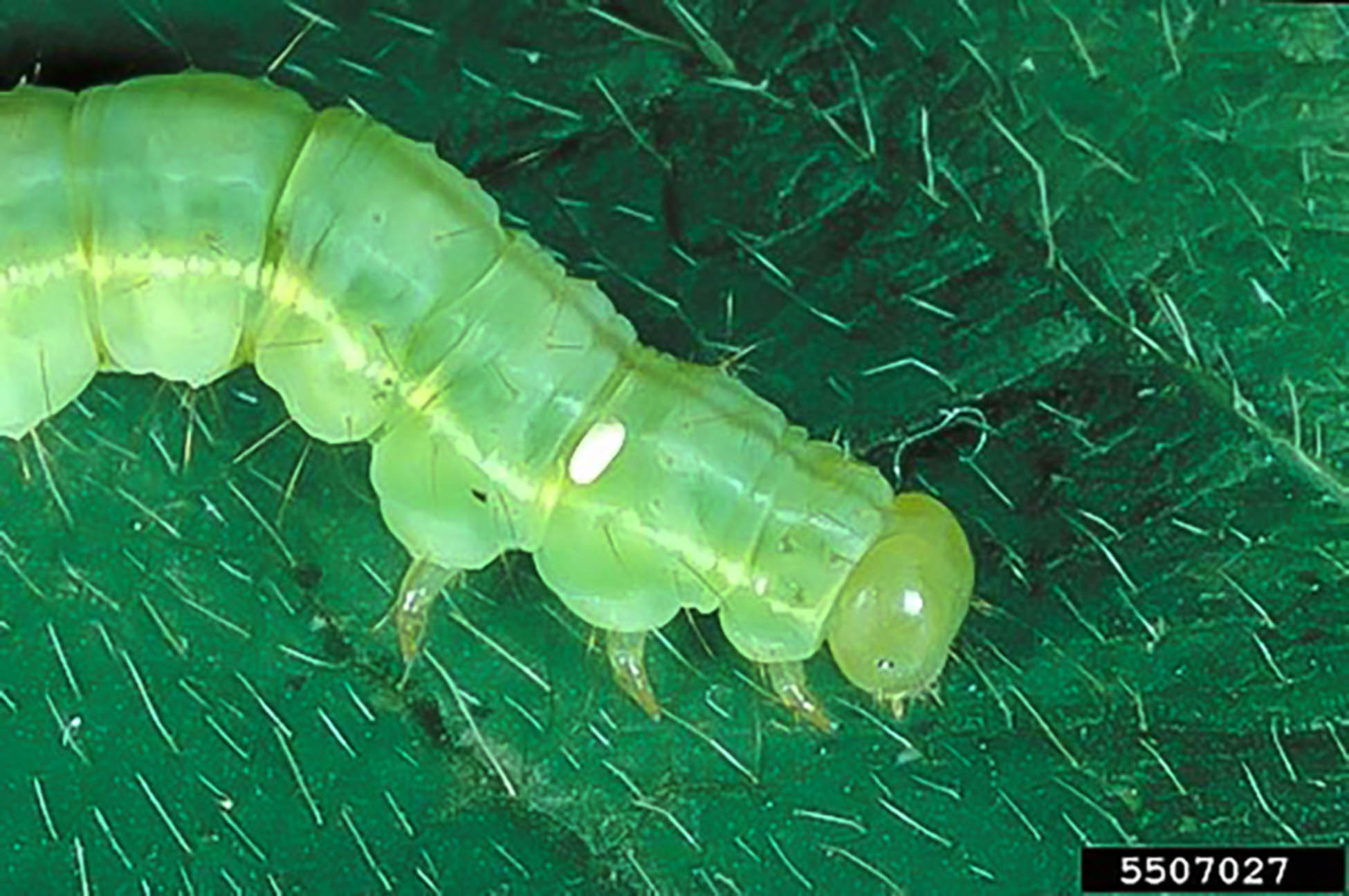 Hypena scabra, Green Cloverworm Moth (Lepidoptera: Erebidae) 