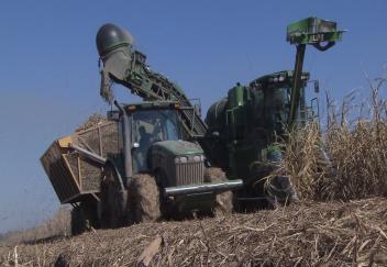 Farmers wrap up sugarcane harvest