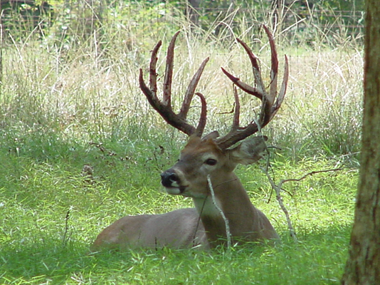 Past Deer Herd