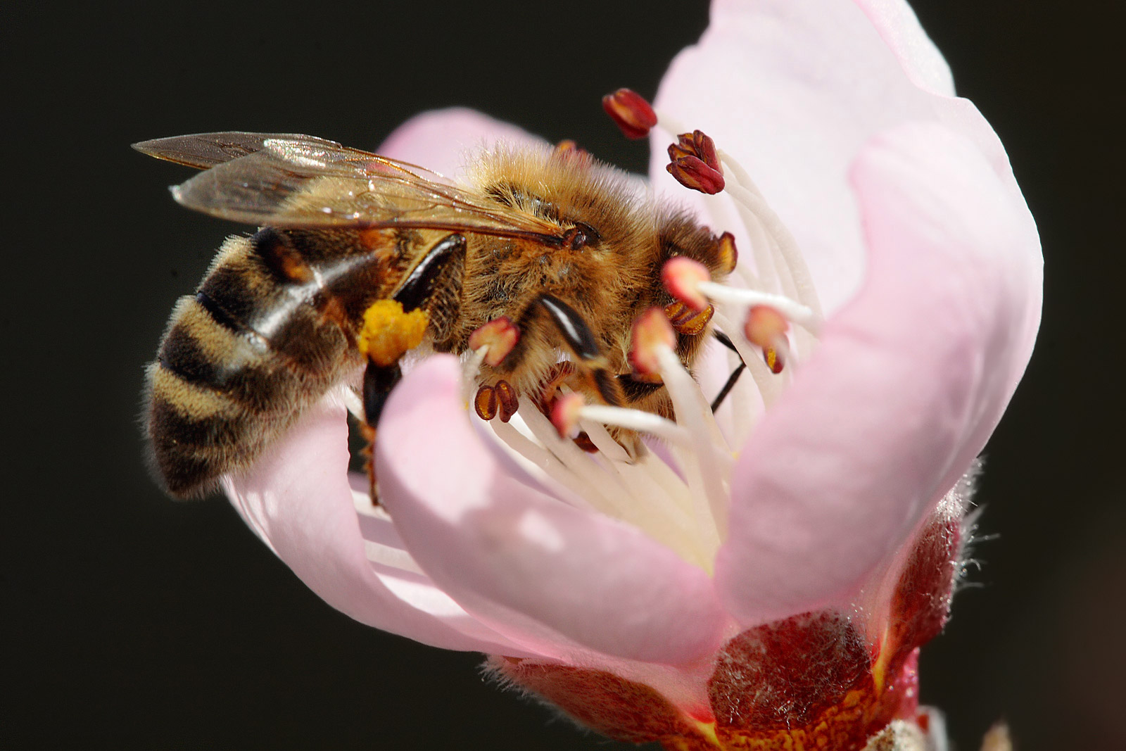 LSU AgCenter to host pollinator training day April 25 