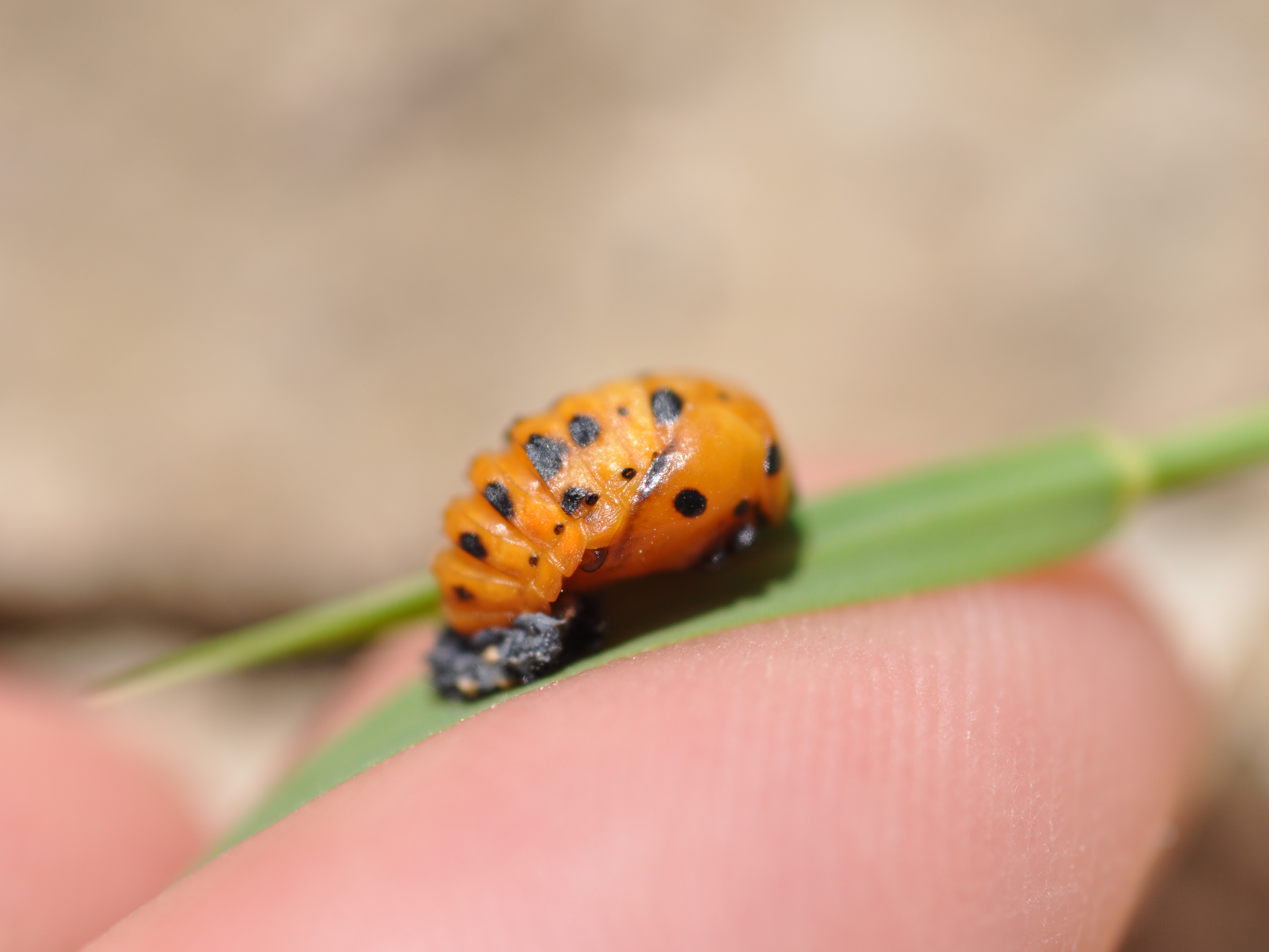 Lady Beetle Pupa