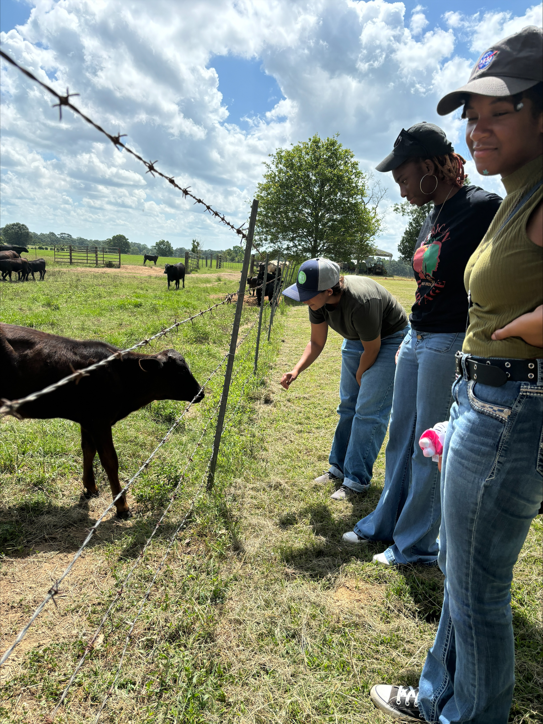 Three people looking at a calf.