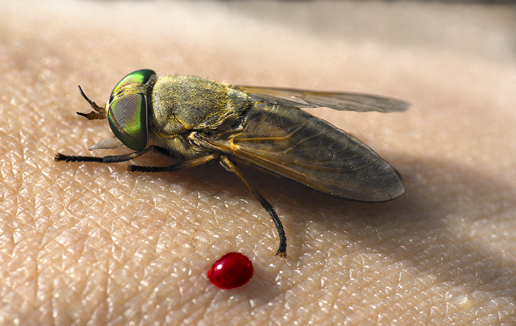 Greenhead horse flies give clues to marsh health after oil spills