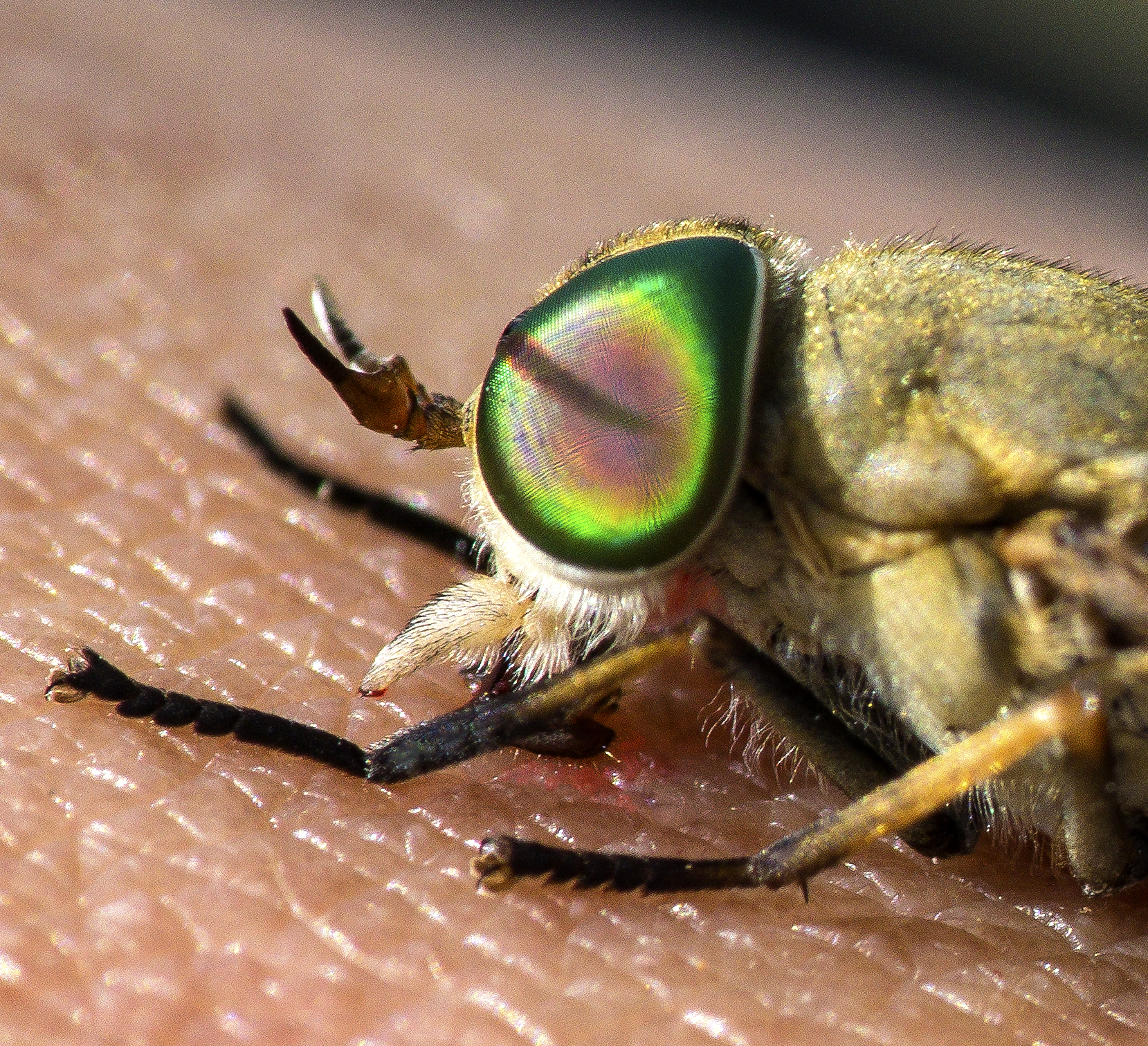 horse fly