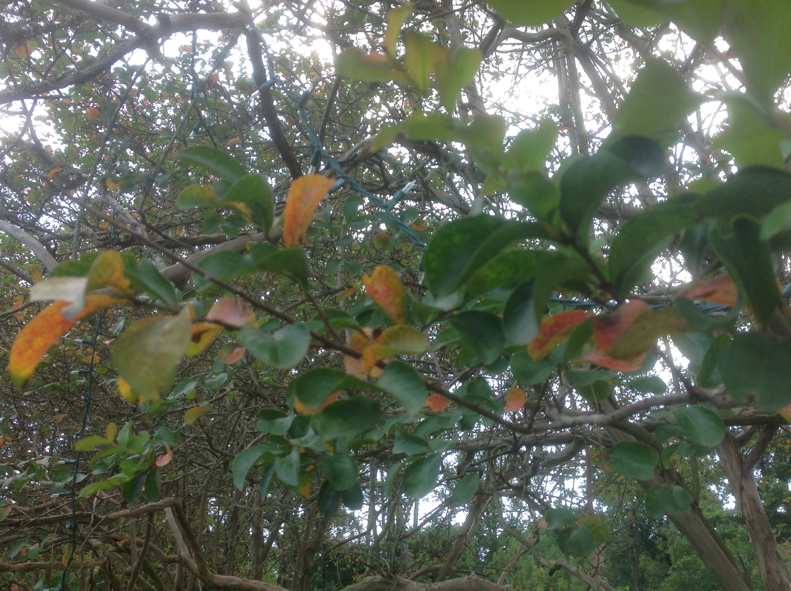 leaf spot