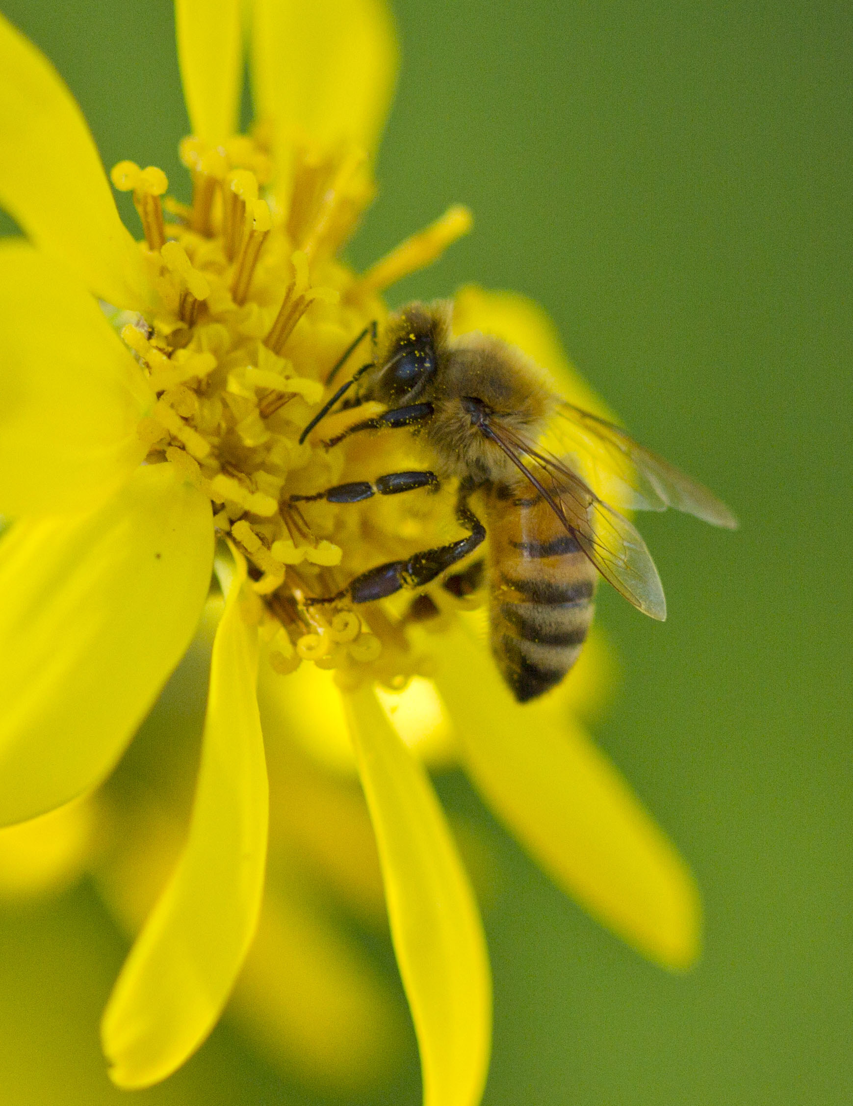 The “Birds and the Bees” and Agriculture