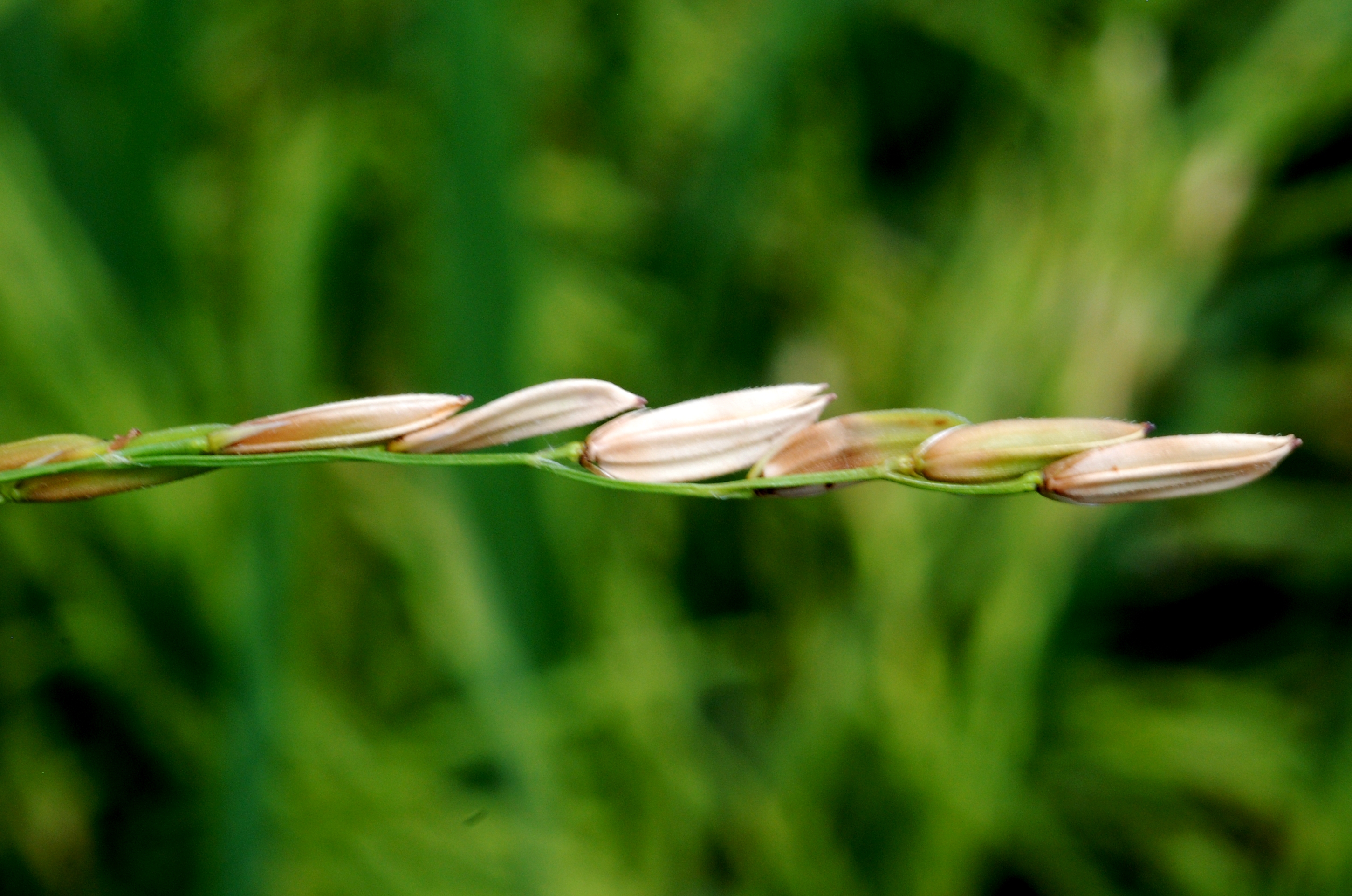 Early Bacterial Panicle Blight Infection