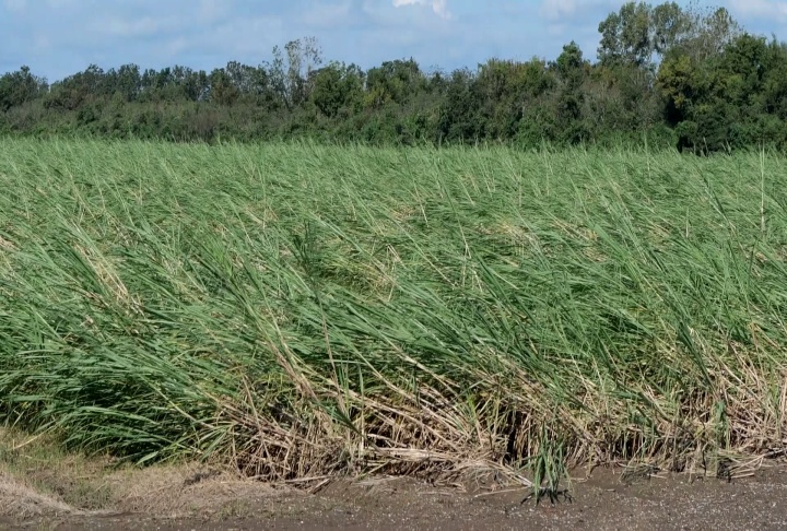 Hurricane Francine sugarcane crop damage not widespread and less severe than Ida