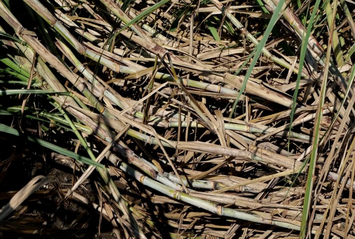 Sugarcane