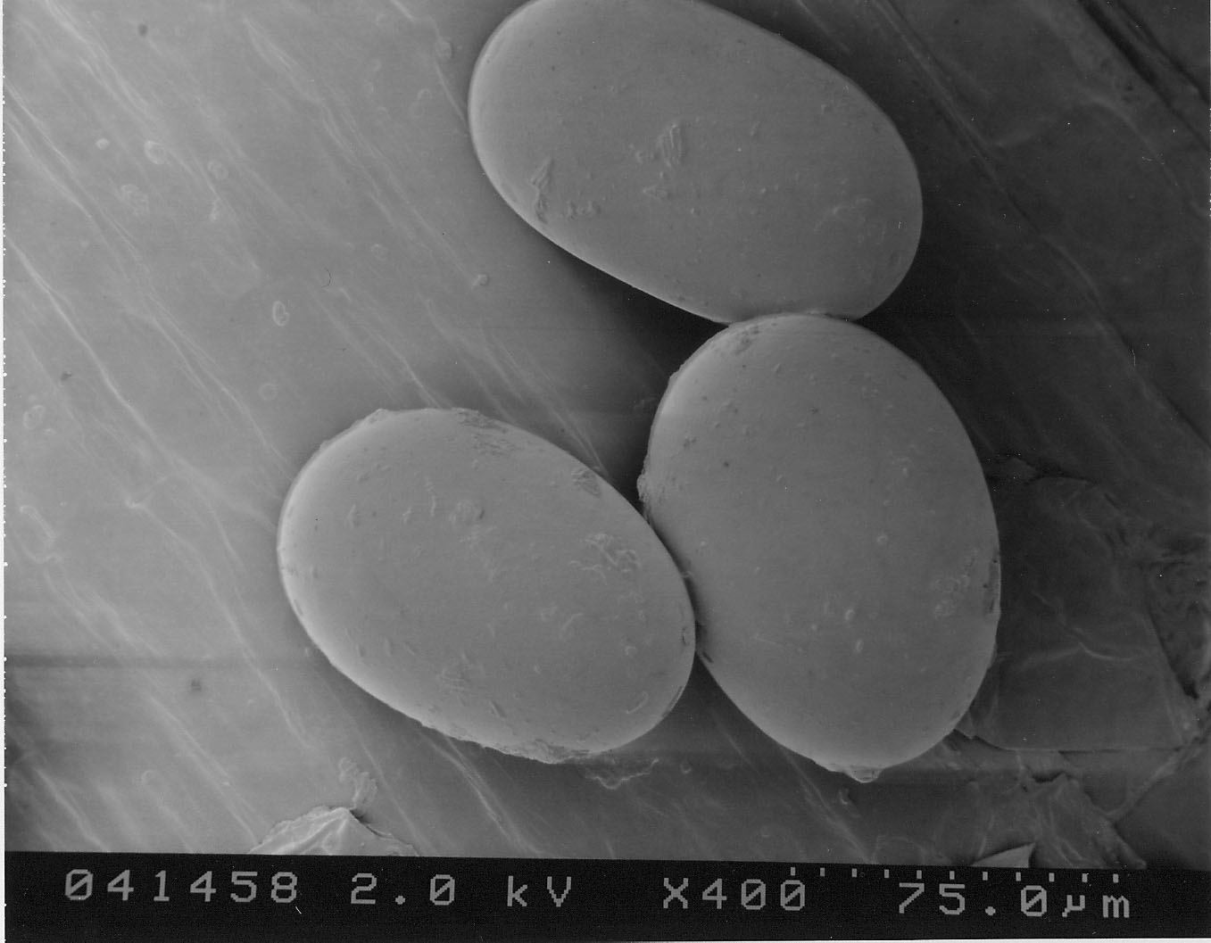 Panicle Rice Mite - Eggs