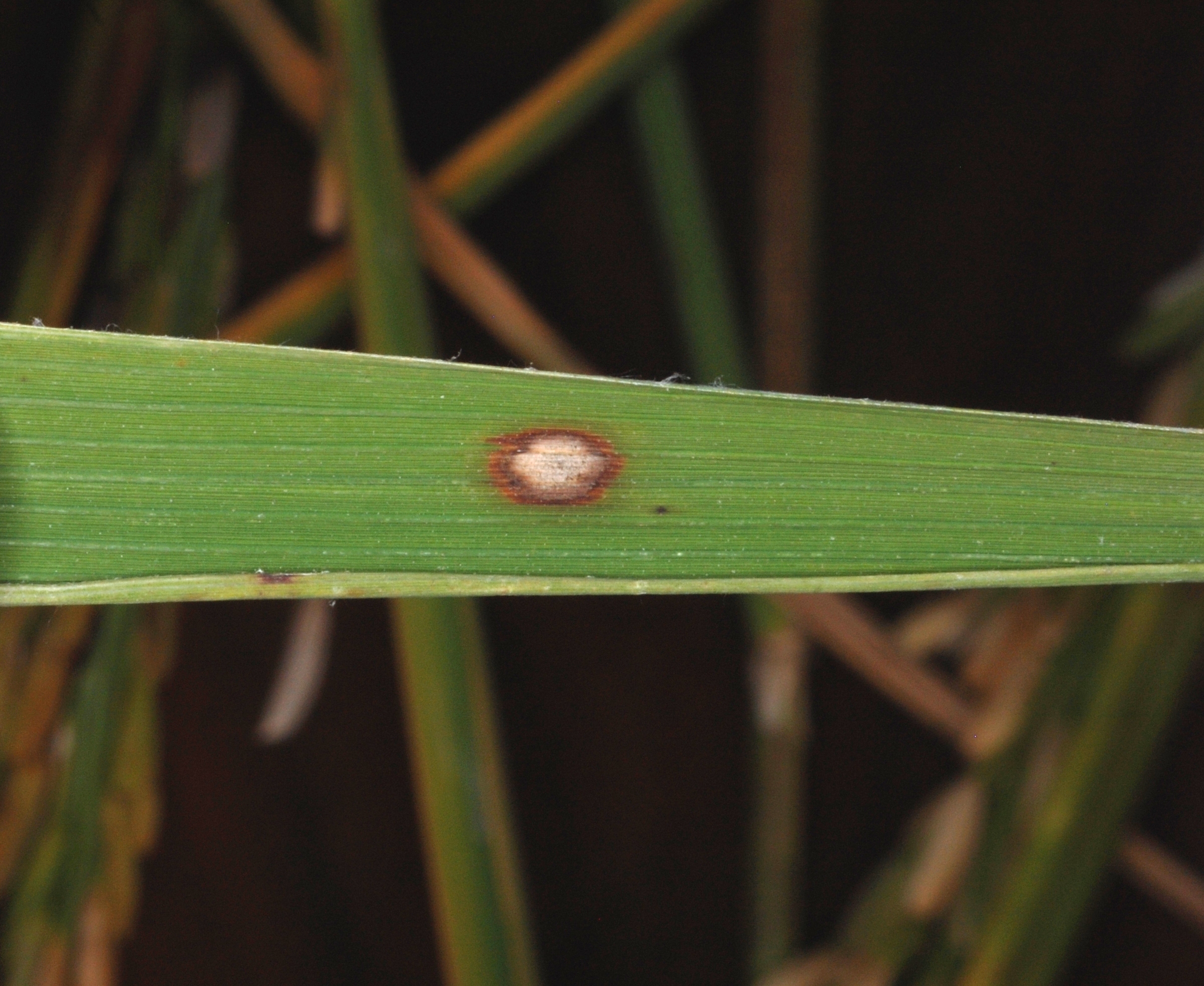 Single Alternaria Leaf Spot