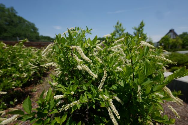 Get It Growing: Henry’s Garnet is showy in spring and fall