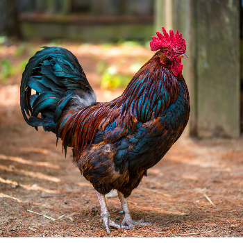 Poultry Problems and Solutions