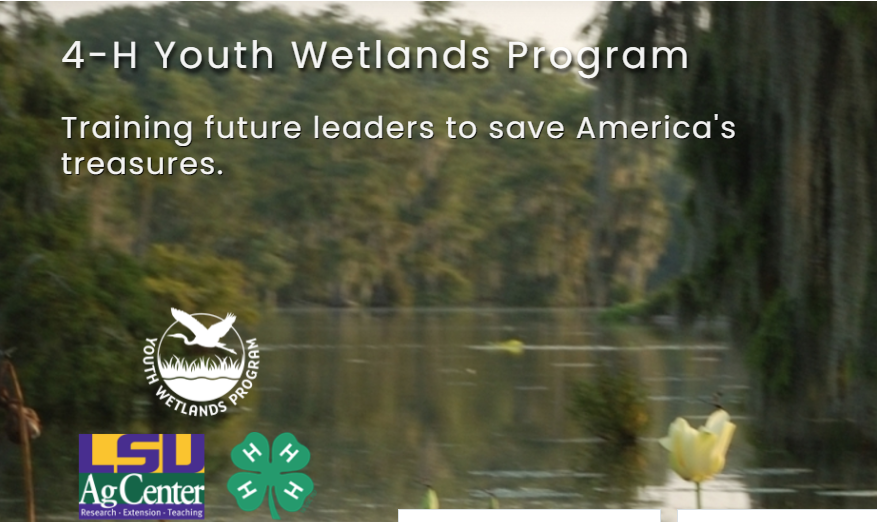 LSU AgCenter announces release of youth wetlands teacher curriculum 