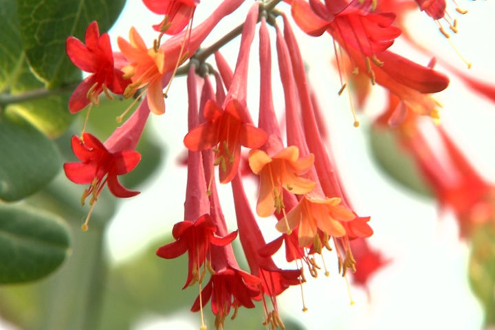 Showy coral honeysuckle attracts hummingbirds