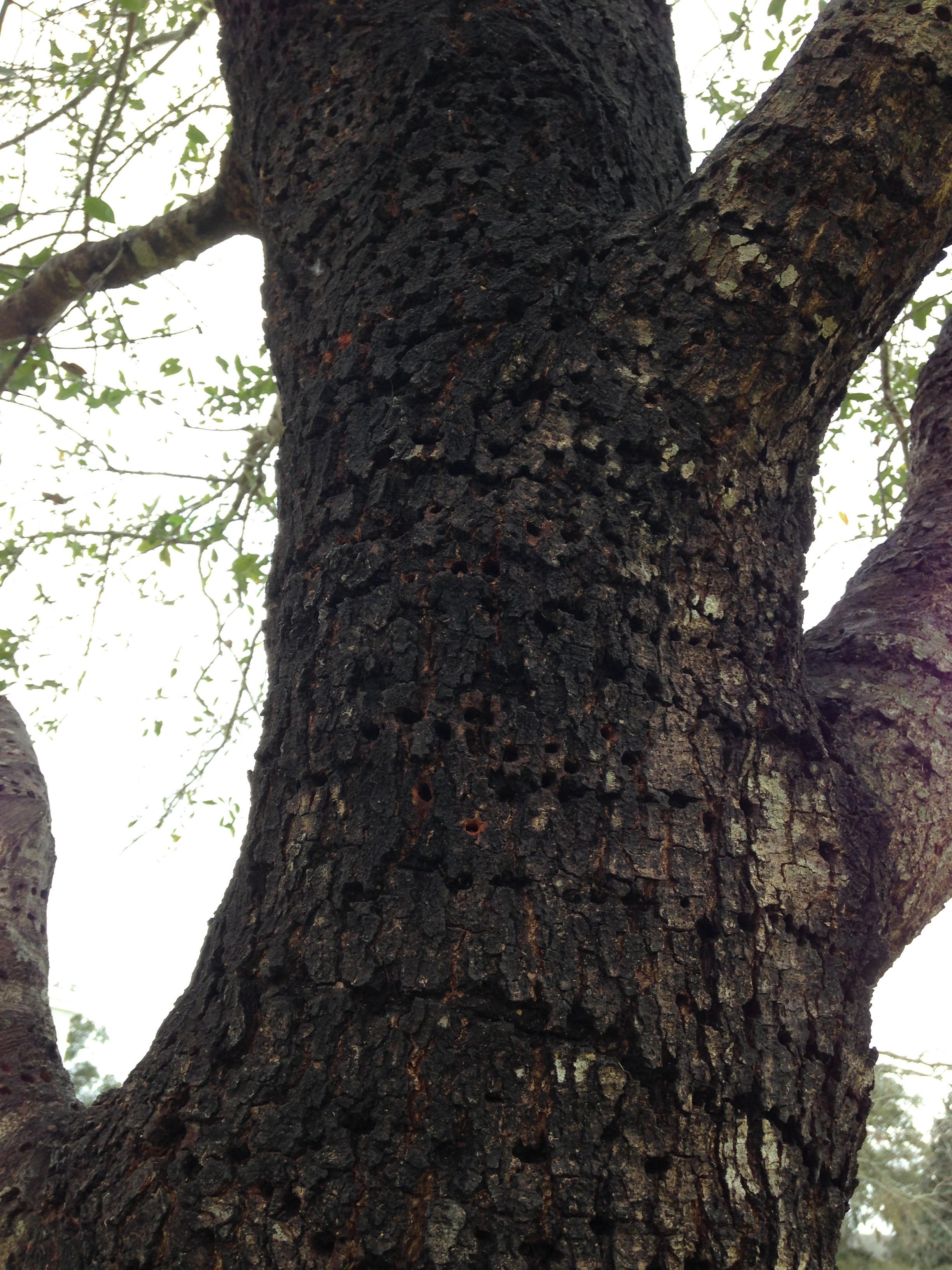 A bird called the Sapsucker