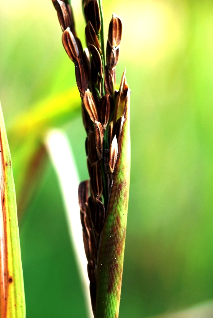 Severe Grain Damage