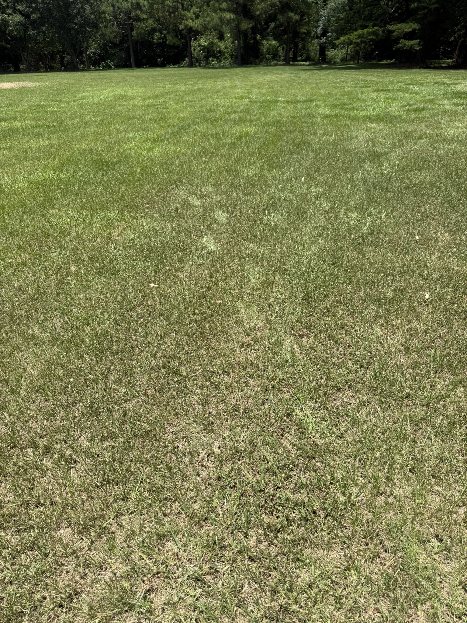 Large grassy field with visible mowing lines and uneven turf, bordered by trees in the background. 