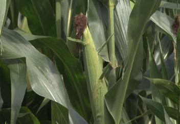 Prices look good for Louisiana ag commodities 